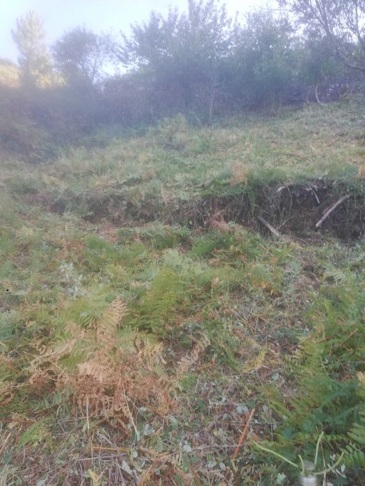 Lenha de pinho e eucalipto. Limpezas de terrenos.