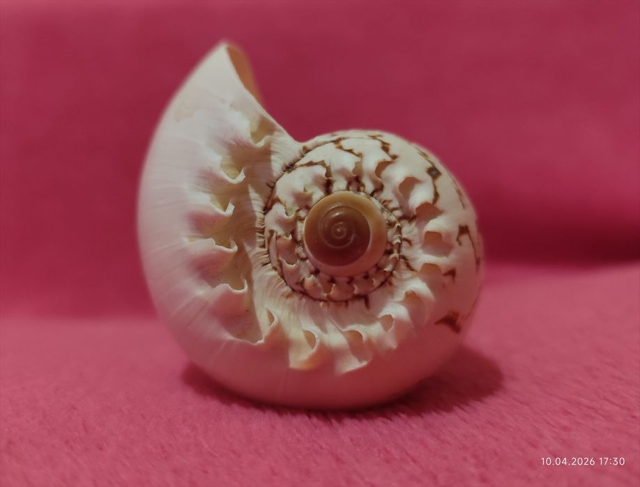 Мушля ракушка 13,5 см х 8 см як декор чи для акваріуму