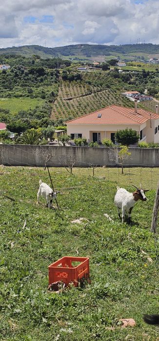 Lindas Cabras anãs
