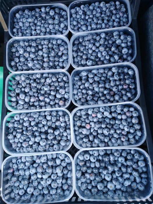 Borówka amerykańska owoce, smaczne i zdrowe