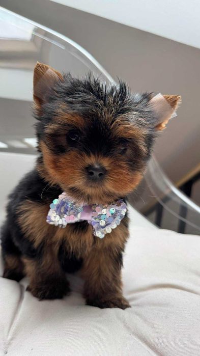 Miniaturka Suczka Yorkshire Terrier z Rodowodem 1,5kg