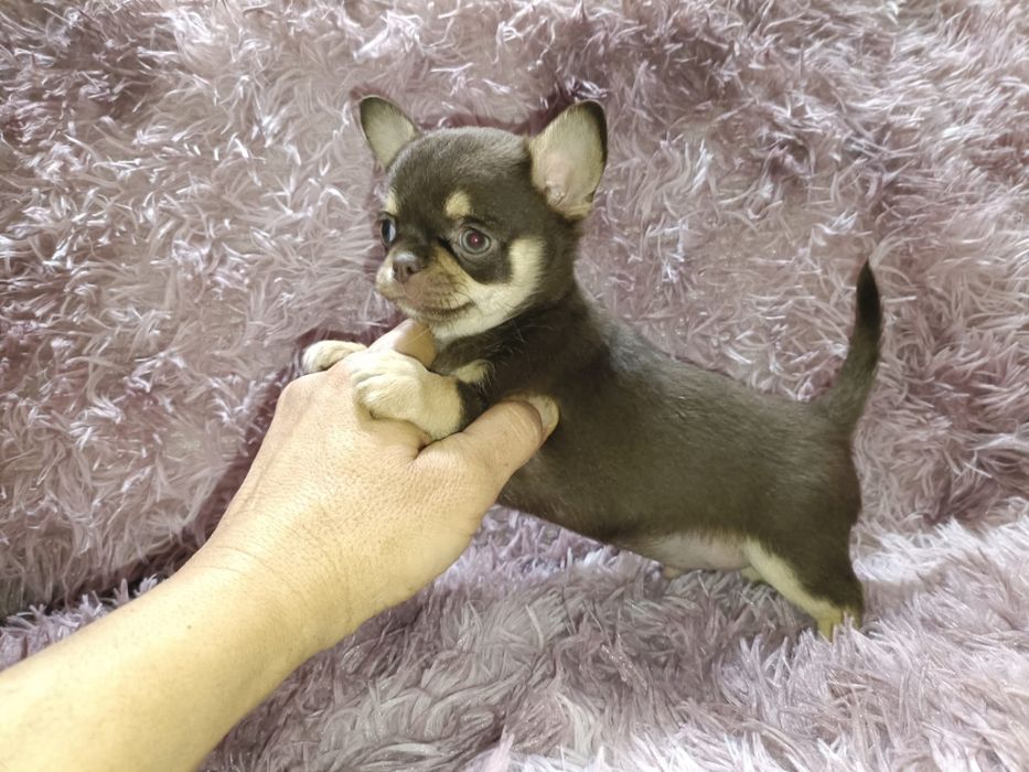 Machinho chihuahua mini chocolate tan