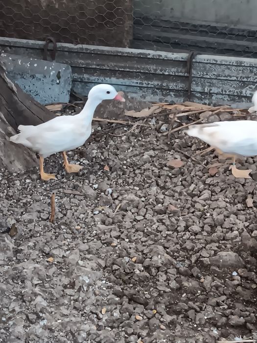 Patos ornamentais 2026