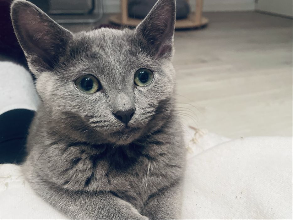 Kotka Rosyjska Niebieska Lucy