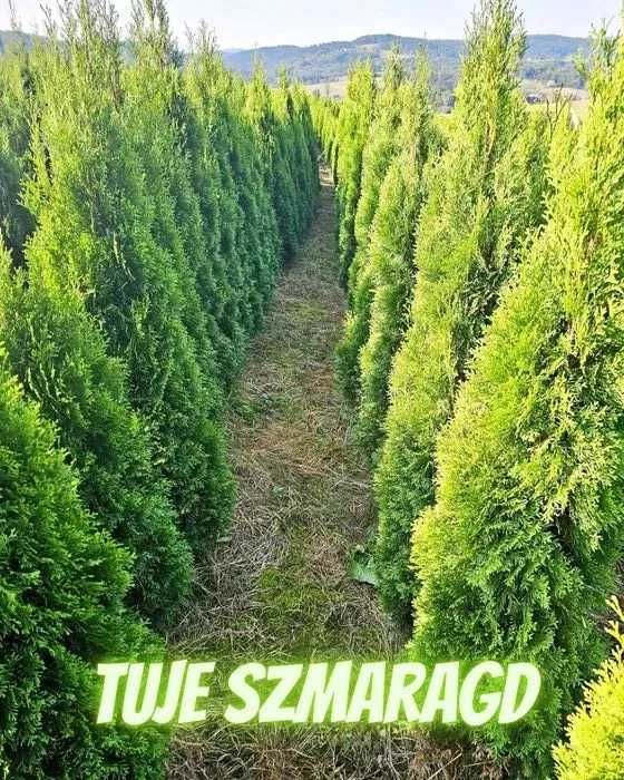 Tuja Szmaragd 250 , 220 cm SADZIMY (dostawa GRATIS cały kraj)