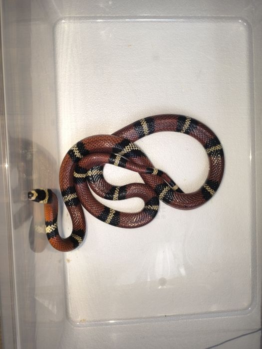 Wąż zbożowy  Lampropeltis Stuarti 25% hondurensis