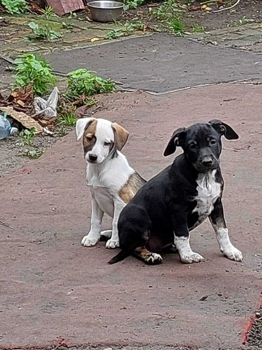 Віддам цуценят в добрі руки!!!