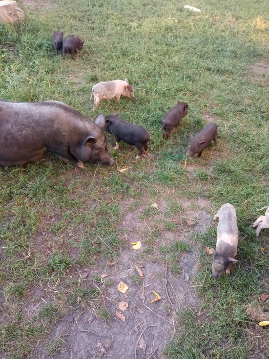 В'єтнамські поросята