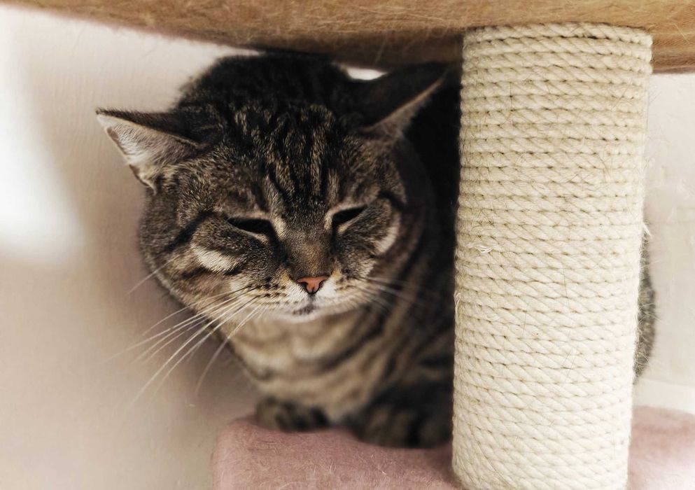 Гарненька ласкава кішечка Аріша терміново, 1.5 р кошка, кішечка, киця