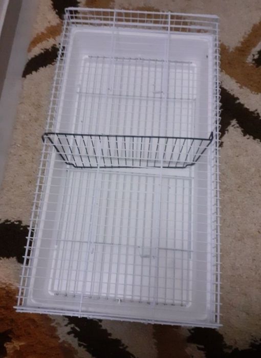 Gailola mais duas fêmeas de mandarim