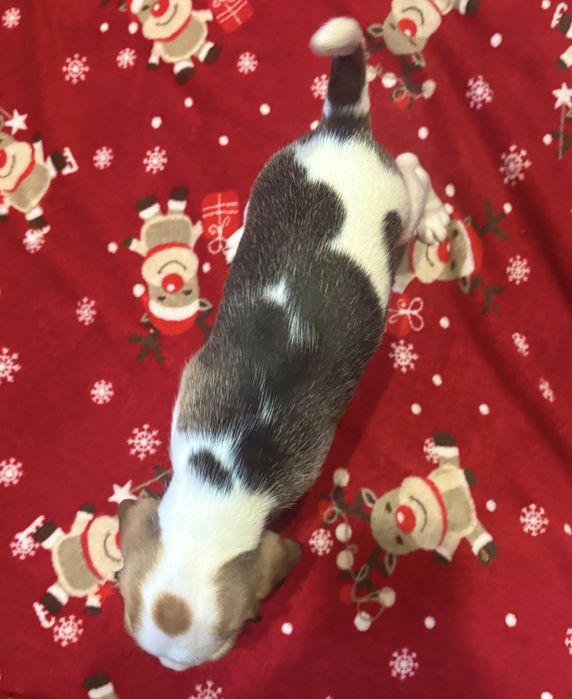 Sprzedam pieski rasy Beagle