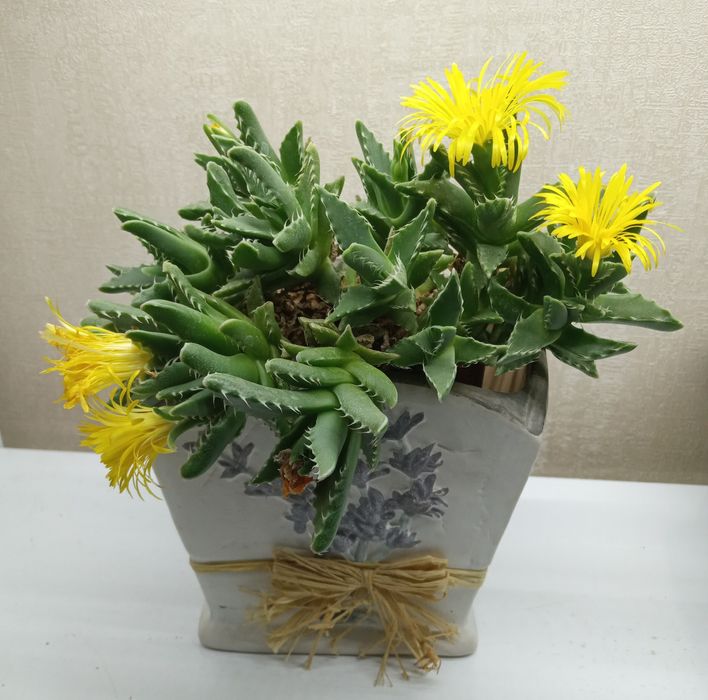 Фаукария тигровая  ( Faucaria tigrina)