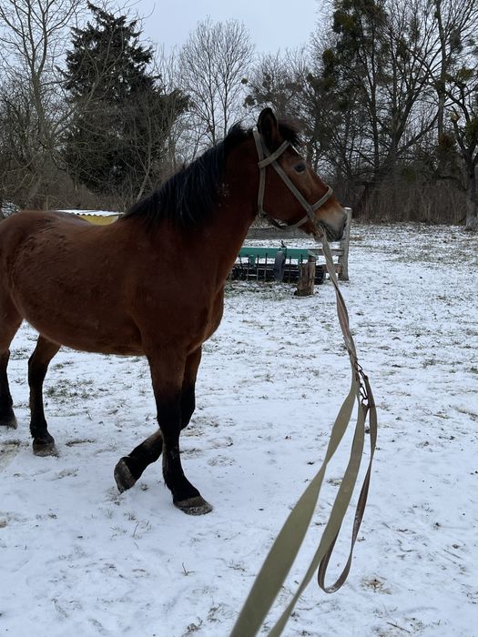 Продам кобилу 12 років