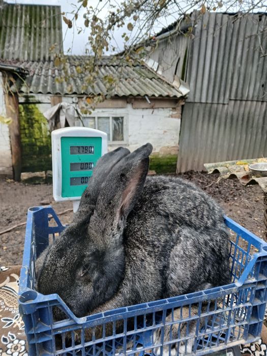 Продам бельгійський велетень