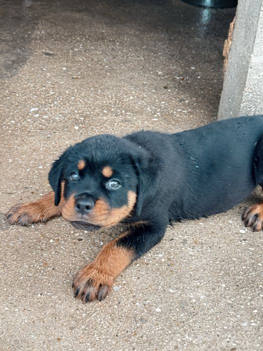 Rottweiler com LOP – Excelente Linhagem