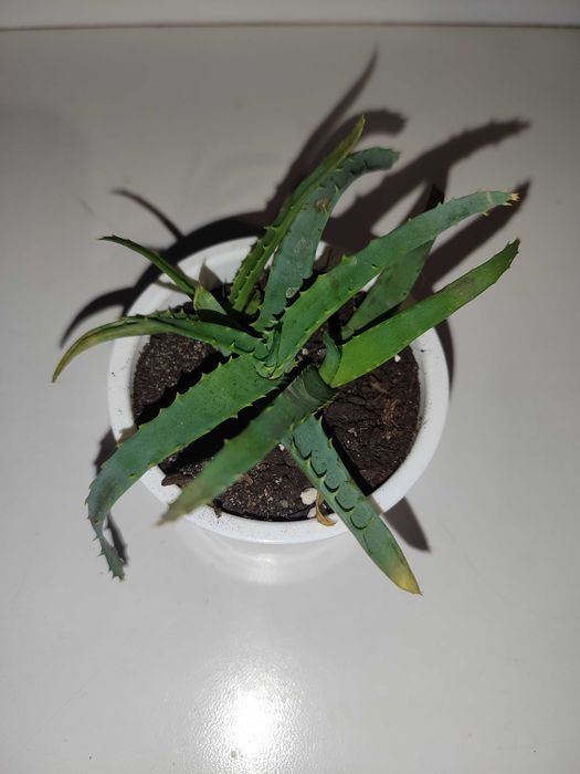 Грошове дерево, алое