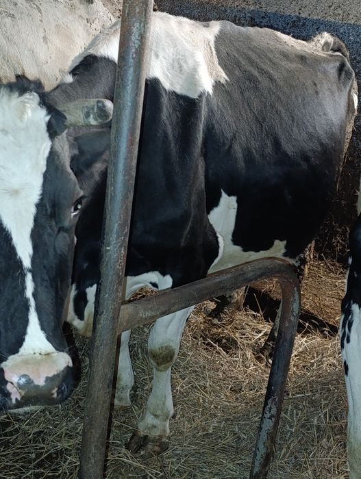 Sprzedam krowy mleczne