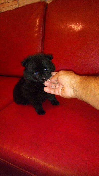 Sptiz Alemão Anão/Lulu da Pomerânia