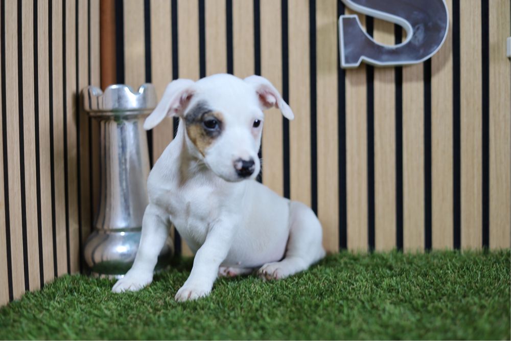 Jack russell fêmea