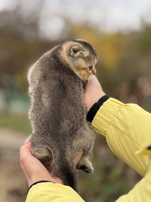 Плюшева дівчинка Скотіш Фолд Золота Шиншила