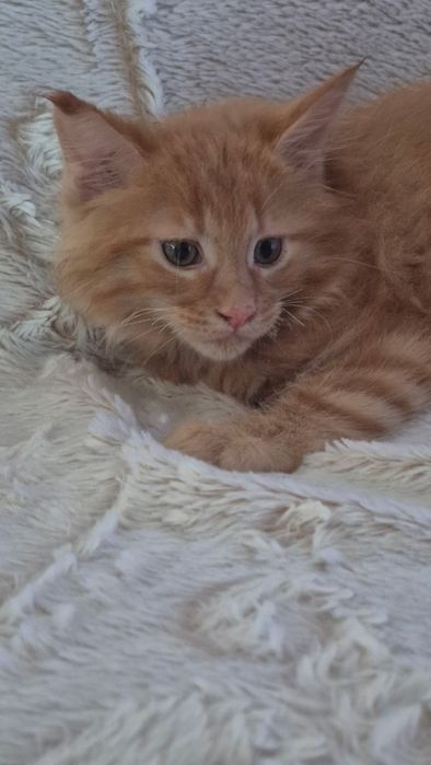 Maine Coon rudy kocurek