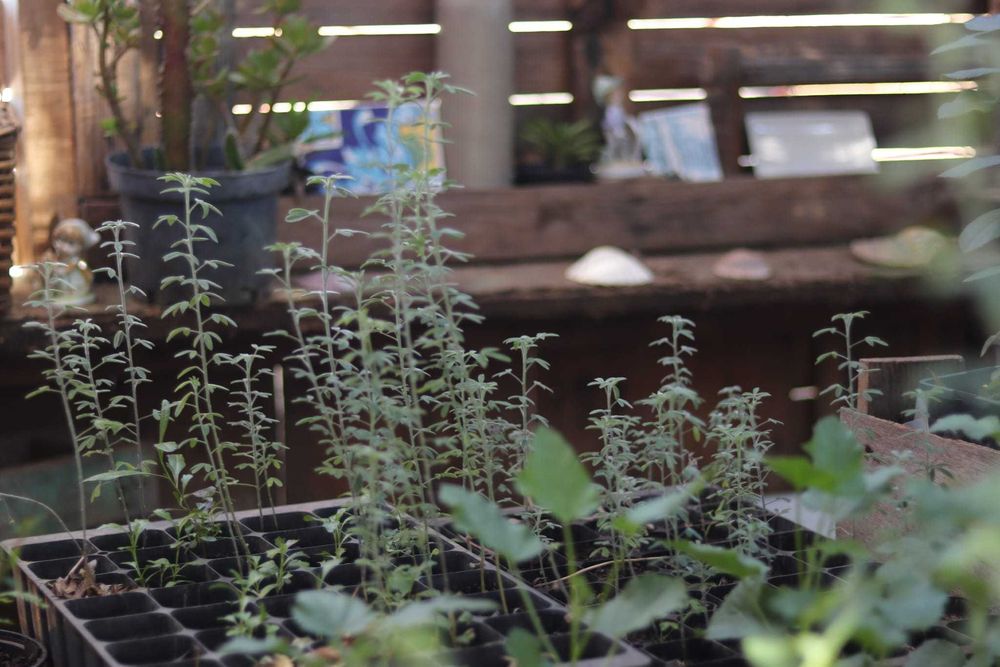 Plantas agroflorestal tagasaste