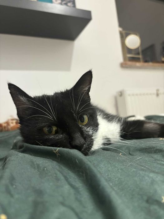 Fiona – kocia gaduła szuka kochającego domu