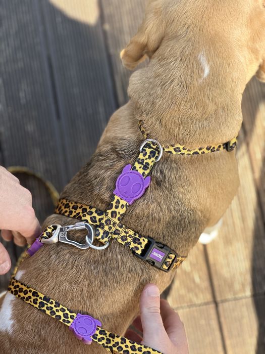 Анатомічні шлейки Zee.Dog