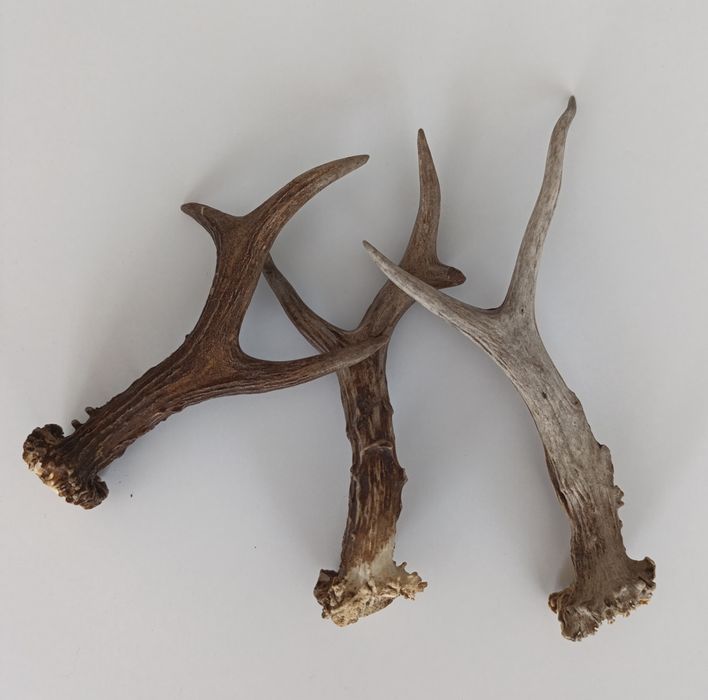 Małe rogi jelenia 3 sztuki