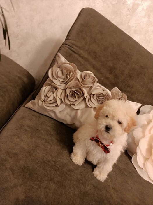 Maltipo śliczny piesek