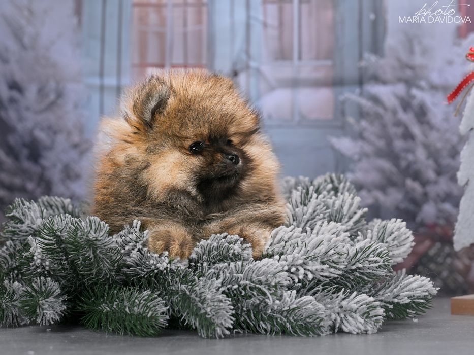 Цуценя померанський шпіц / щенок померанский шпиц