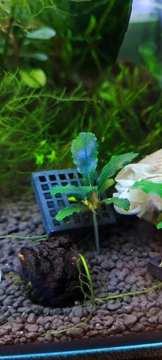 Bucephalandra mix Bucka bucek bucki