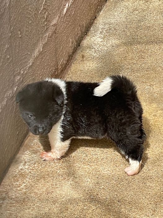 Akita americano de topo disponível