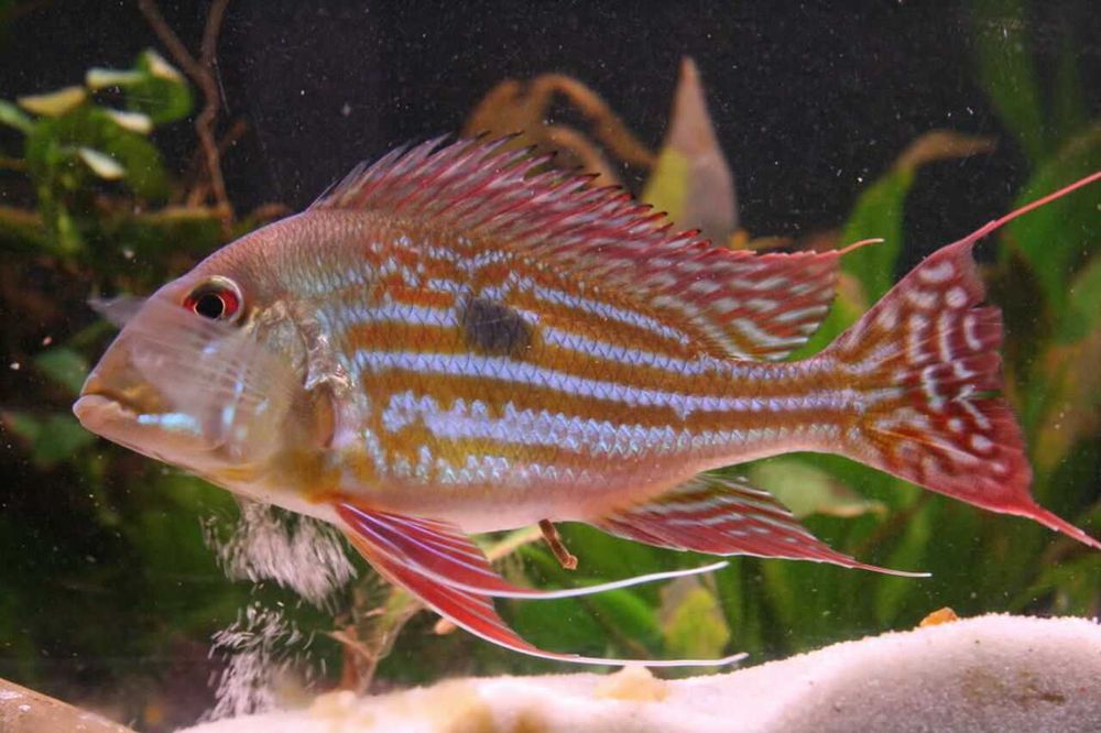 Ziemiojad winemilleri - Geophagus winemilleri - dowóz, wysyłka