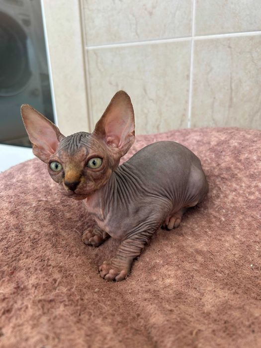 Sphynx Canadian gatinha
