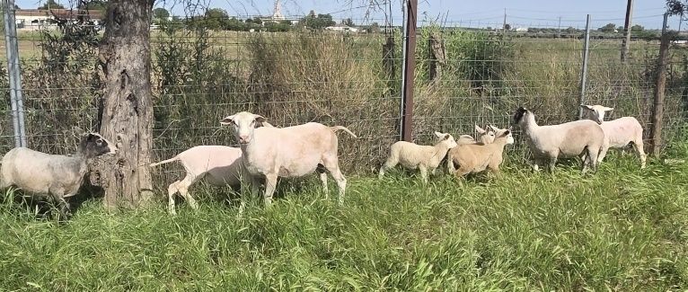 10 Ovelhas Inra 401
