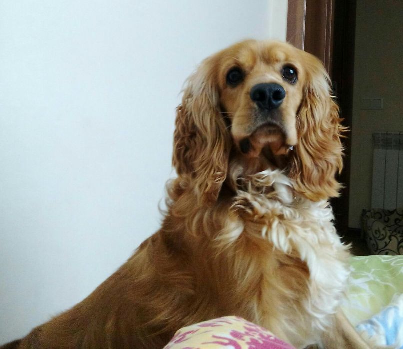 Англо-американець для в'язки