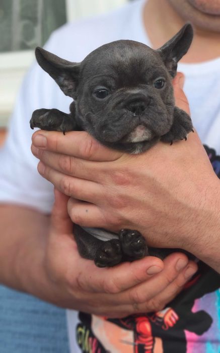 Buldogue francês macho