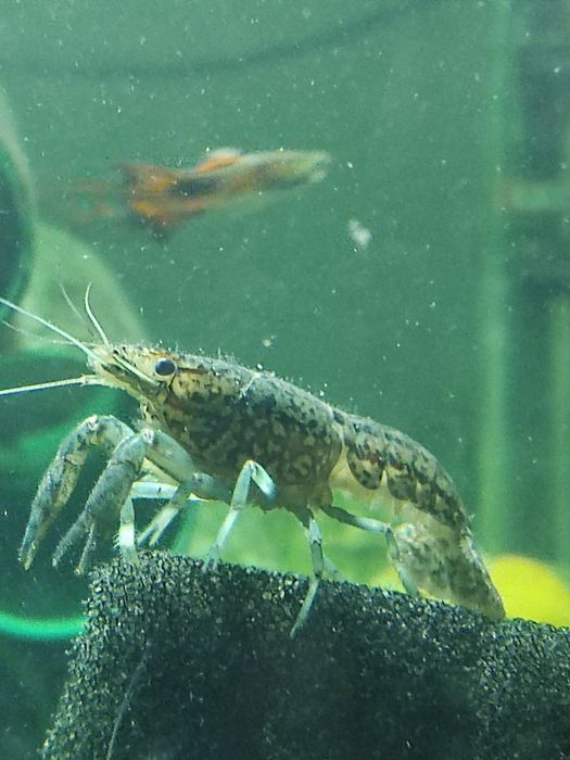 Аквариумные мраморные раки