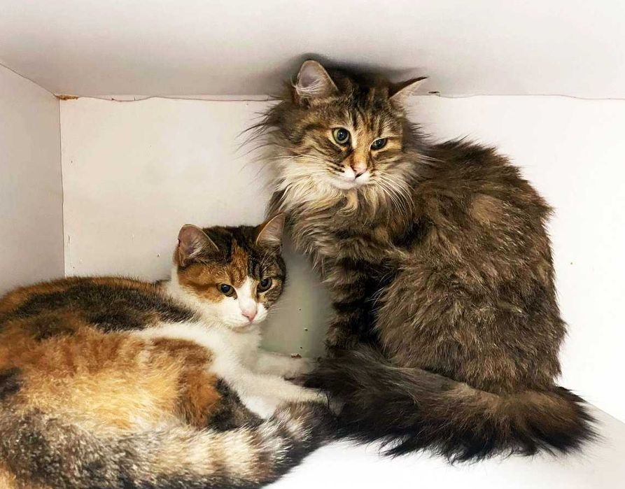 Дуже ніжна киця Тесса шукає дім, 10 міс, стерилізована, кішка, кошка