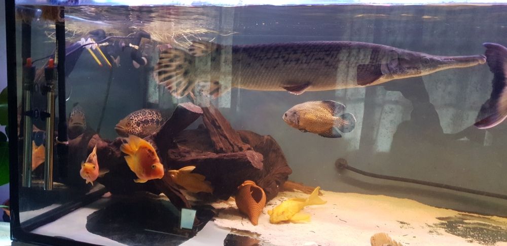 Pleco albino sailfin gibbiceps