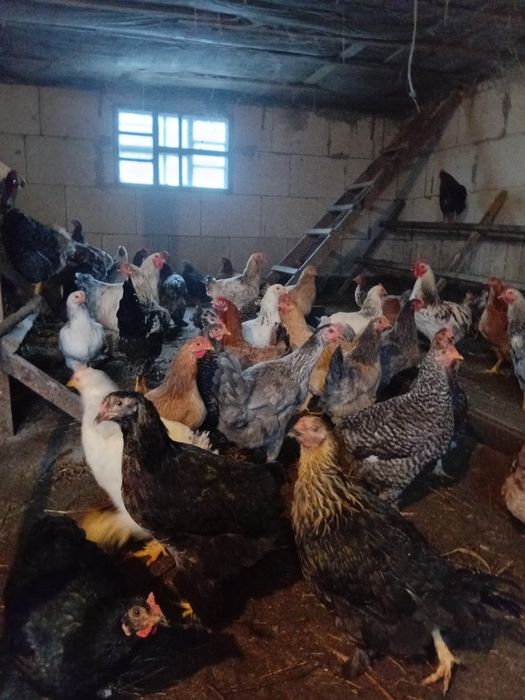 Продаю курочок домашніх