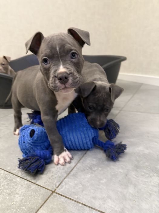 Американський буллі