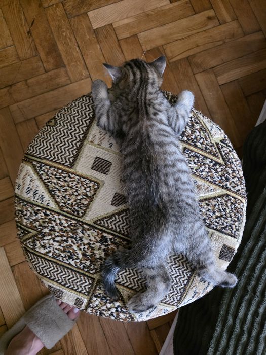 Британське прямовухе кошенятко