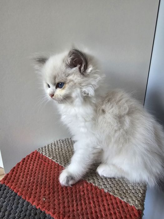 Dziewczynka blue bicolour