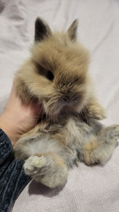 Teddy króliczek miniaturka , kroliczki