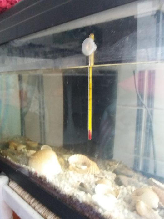 Aquário com termómetro