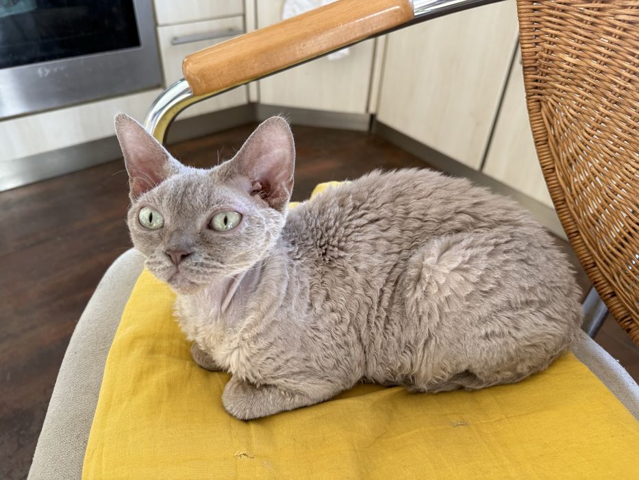 Liliowa koteczka devon rex