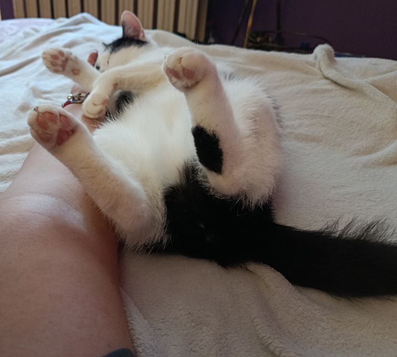 Przekochana słodka kotka do adopcji