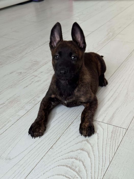 Zapowiedź Miotu Belgian Malinois K9